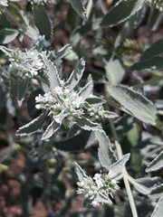 Marrubium peregrinum