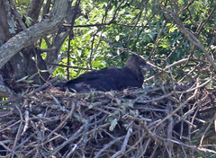 Stephanoaetus coronatus