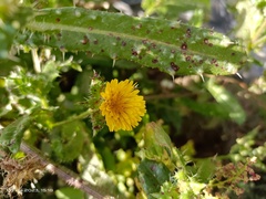 Helminthotheca echioides