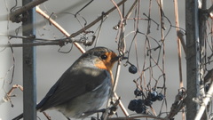 Erithacus rubecula