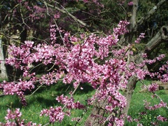 Cercis siliquastrum