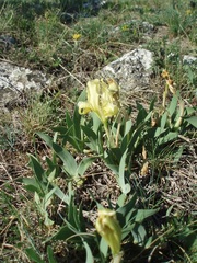 Iris pumila
