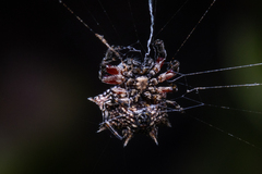Isoxya cicatricosa