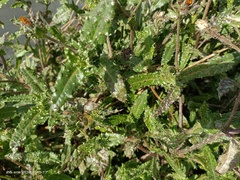 Helminthotheca echioides