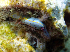 Hypselodoris bennetti