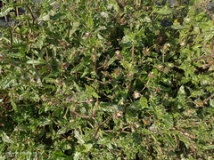 Helminthotheca echioides