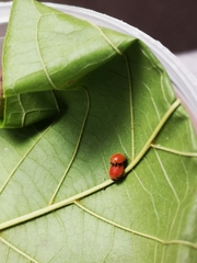 Chilocorus circumdatus