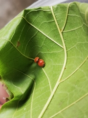 Chilocorus circumdatus