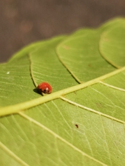 Chilocorus circumdatus
