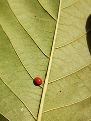 Chilocorus circumdatus