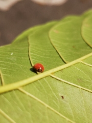 Chilocorus circumdatus