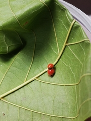 Chilocorus circumdatus