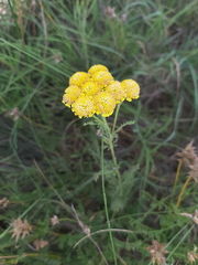 Tanacetum