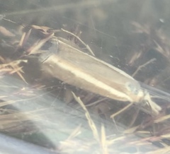 Orocrambus