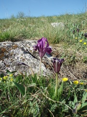 Iris pumila
