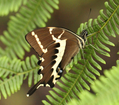 Papilio delalandei