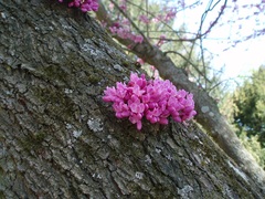Cercis siliquastrum