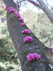 Cercis siliquastrum