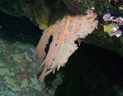 Melithaea zimmeri