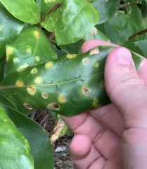 Puccinia coprosmae