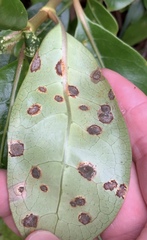Puccinia coprosmae