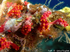 Alcyonium coralloides