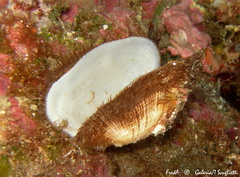 Barbatia barbata