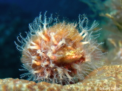 Clavularia crassa