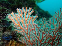 Melithaea zimmeri