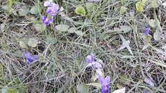Viola odorata