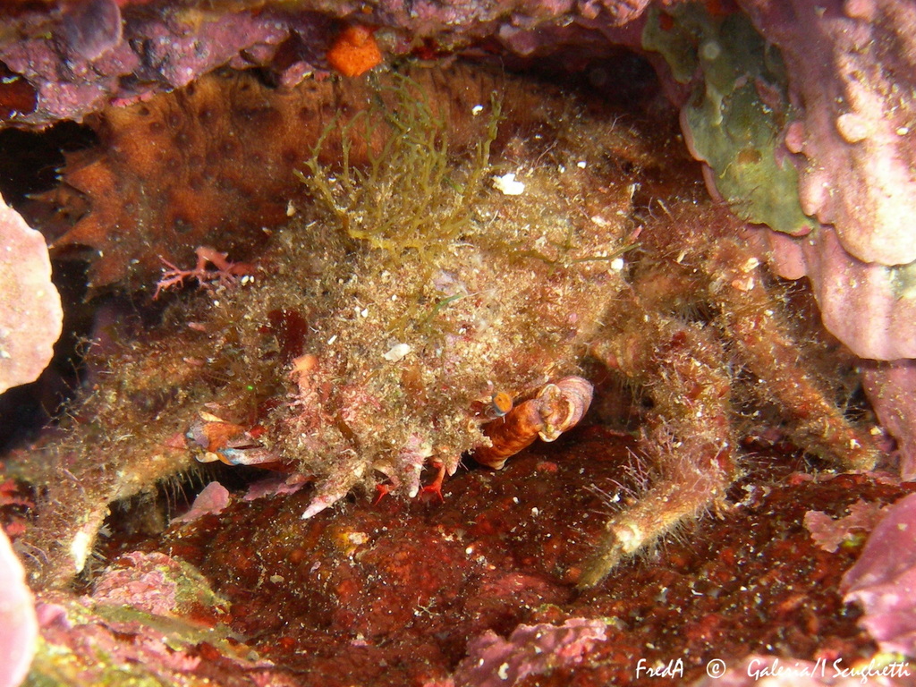 Lesser Spider Crab
