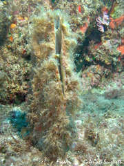 Pinna nobilis