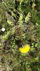 Taraxacum officinale