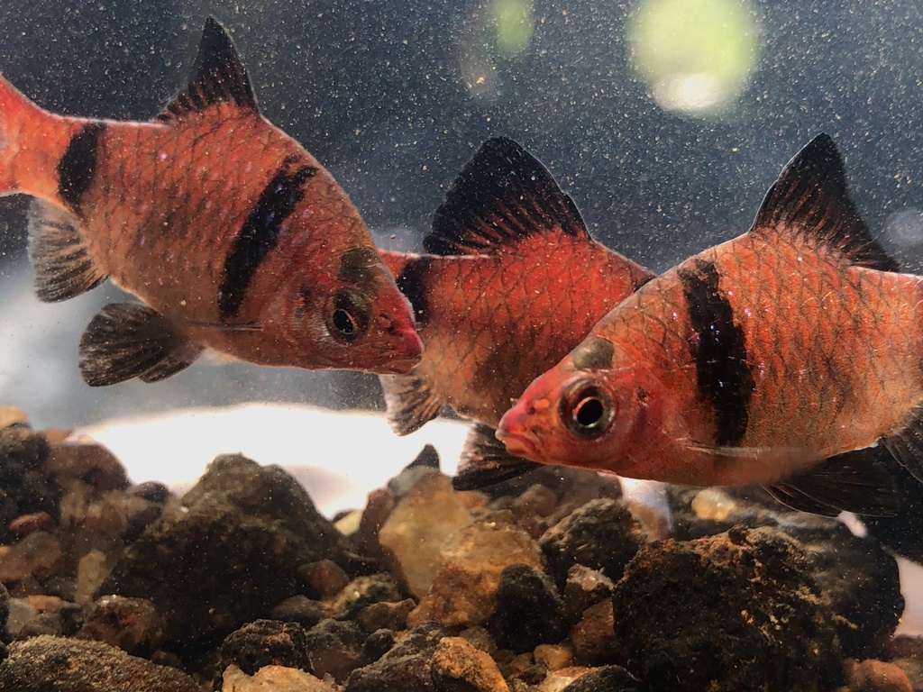 Bandula barb (Pethia bandula) — Cyprinidae