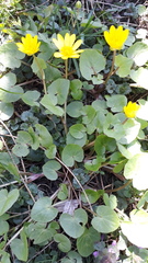 Ficaria verna