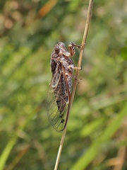 Gelidea torrida