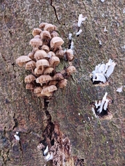 Mycena tintinnabulum