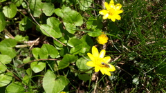 Ficaria verna