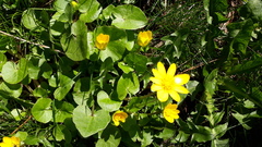 Ficaria verna