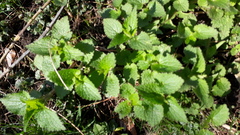 Lamium album