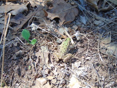 Pelophylax kurtmuelleri