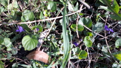 Viola odorata