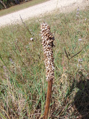 Cochlicella