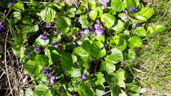 Viola odorata