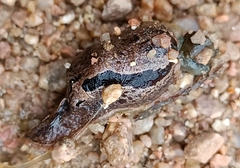 Drusia ibera