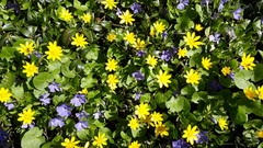 Ficaria verna
