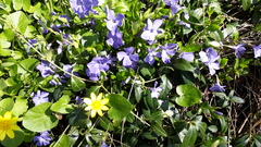 Vinca minor