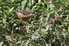 Laniarius ferrugineus