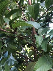 Psidium guajava