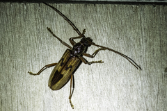 Phoracantha